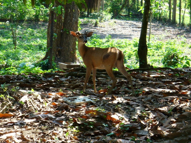 Naturaleza en el centro